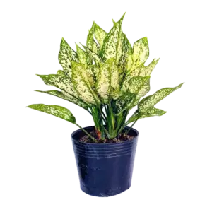 CÃ¢y ngá»c ngÃ¢n, gá»“m cháº­u nhá»±a cao 40cm - Ảnh 1