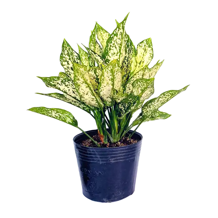 bl000595-cay-ngoc-ngan-cao-40cm-gom-chau-nhua Cây ngá»c ngân, gồm cháºu nhá»±a cao 40cm - Ảnh 1