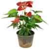 CÃ¢y há»“ng mÃ´n, mÃ u Ä‘á» gá»“m cháº­u sá»© - Ảnh 1