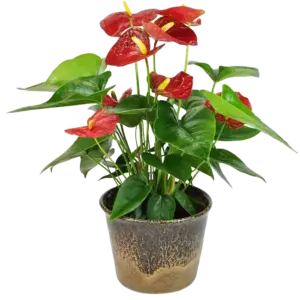 CÃ¢y há»“ng mÃ´n, mÃ u Ä‘á» gá»“m cháº­u sá»© - Ảnh 1