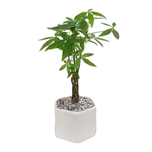 CÃ¢y kim ngÃ¢n, gá»“m cháº­u sá»© cao 100-130cm - Ảnh 1