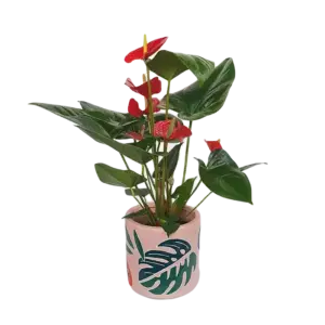 CÃ¢y há»“ng mÃ´n, mÃ u há»“ng gá»“m cháº­u sá»© - Ảnh 1
