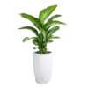 CÃ¢y váº¡n niÃªn thanh, gá»“m cháº­u sá»© cao 80-100cm - Ảnh 1