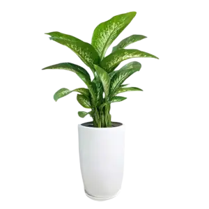 CÃ¢y váº¡n niÃªn thanh, gá»“m cháº­u sá»© cao 80-100cm - Ảnh 1