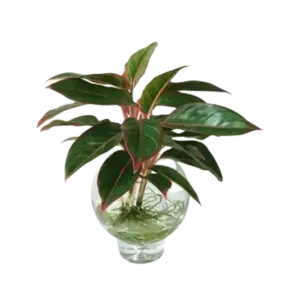 CÃ¢y phÃº quÃ½, gá»“m cháº­u nhá»±a cao 40cm - Ảnh 1