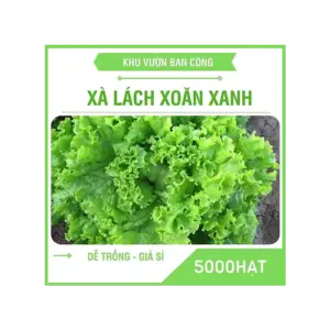 Hạt giống rau xà lách xoăn, 2500 hạt/ gói - Ảnh 1